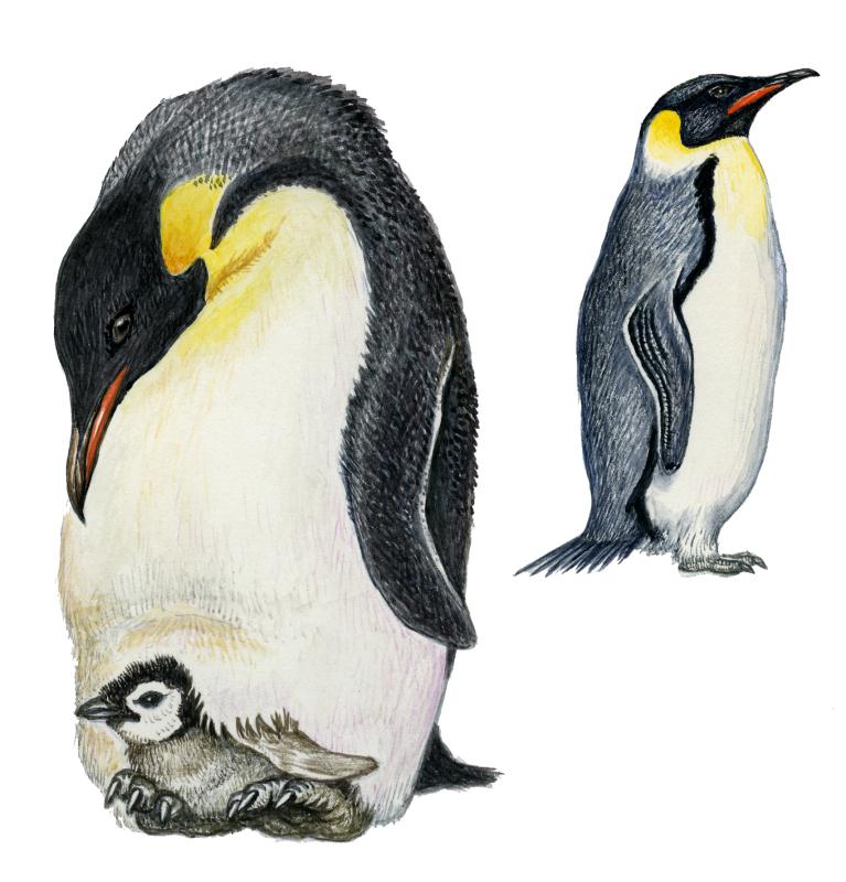 File:pingviinid_keiserpingviini perekond.jpg